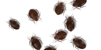 Your Local Exterminator Exterminator