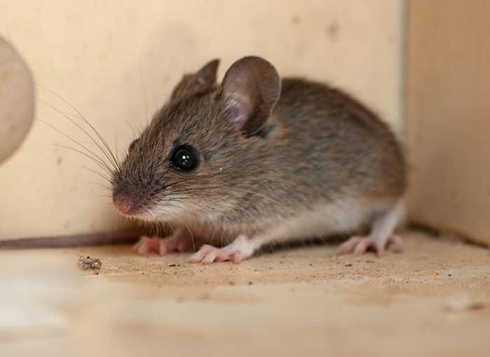 Rats Mice Rodents Mouse Your Local Exterminator